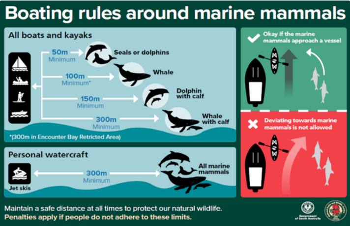 Boating Rules Around Marine Mammals